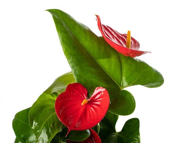 Perennial Anthurium Flower Seeds