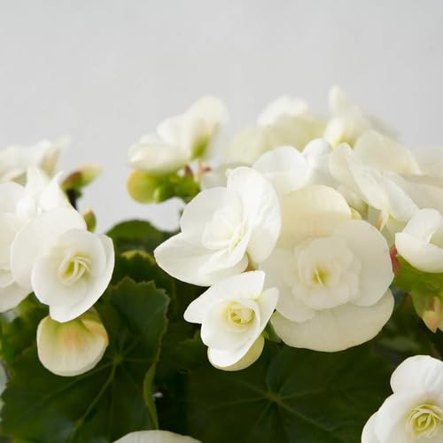 White Begonia Flower Seeds