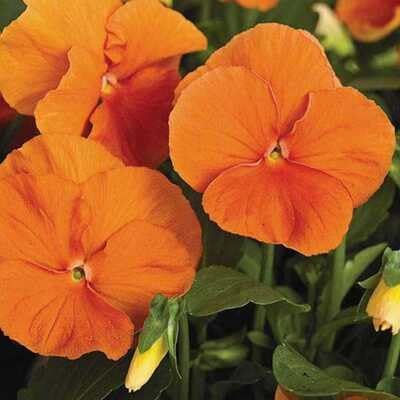 Orange Pansy Perennial Flower Seeds