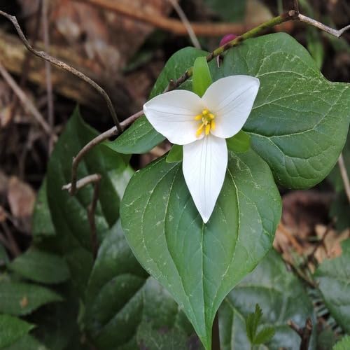 White Trillium Ovatum Flower Seeds