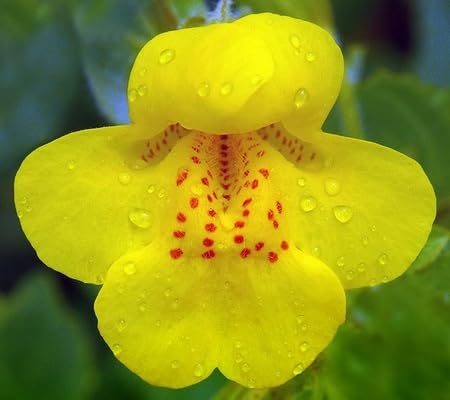 Pce mimulus Flower Seeds