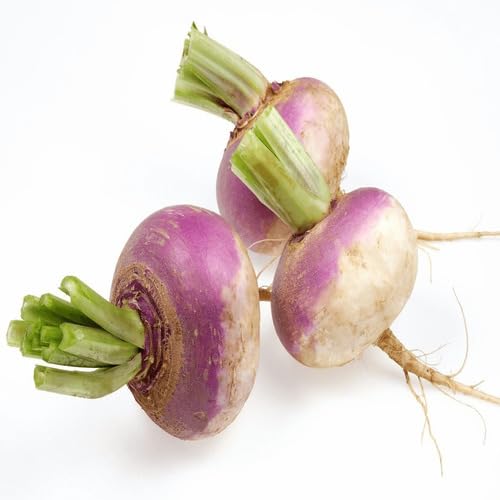 Purple White Turnip vegetable seeds - Heirloom, Organic, Non Gmo Garden Seeds for kitchen garden planting