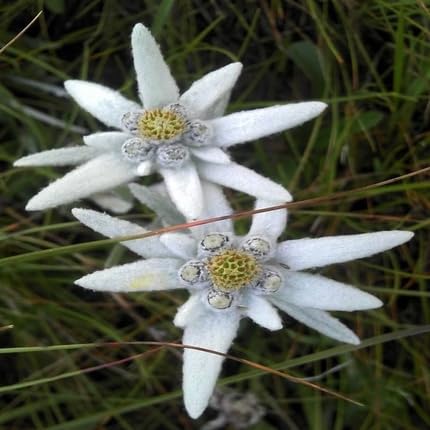 White Edelweiss Flower Seeds