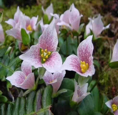 Pink Trillium Rivale Flower Seeds