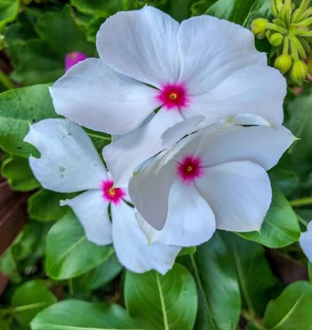 Periwinkle Flower Seeds