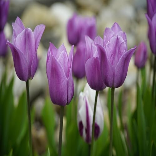 Tulip Flower Seeds