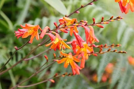 orange crocosmia flower seeds