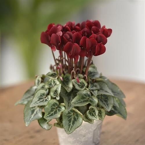 Maroon Cosmos Flowers Seeds Exotic Flowering Plants for Backyard Garden Beauty for Colorful Garden