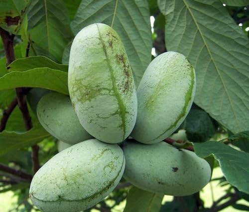 Green Asiminia Triloba Fruits . Fruit Seeds Exotic Kitchen Favorite for Orchard