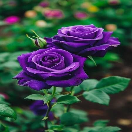 Purple Rose Flower Seeds