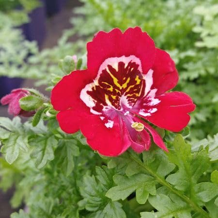 Red Schizanthus Flower Seeds