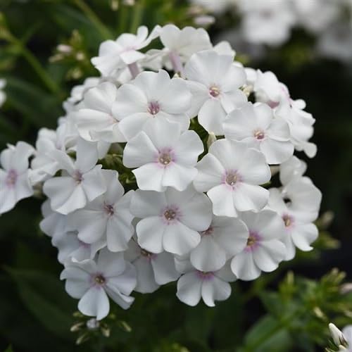 White Phlox Drummondii Flower Seeds