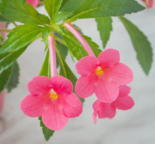 Achimenes Flower Seeds