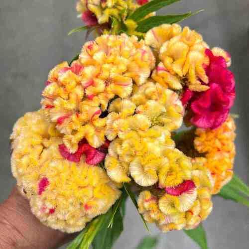 Red Yellow Cockscomb Flower Seeds