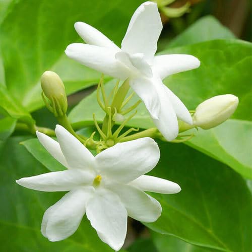 Pink Jasmine Flower Seeds