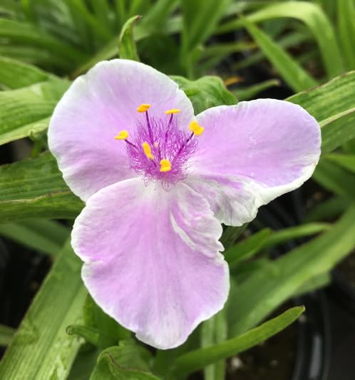 Violet Chablis Flower Seeds
