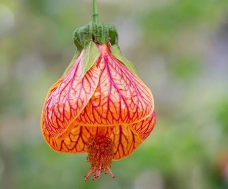 Abutilon Striatum Flower Seeds