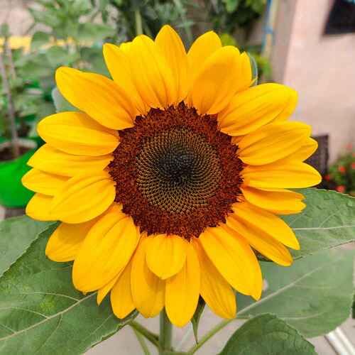 Yellow Safflower Seeds