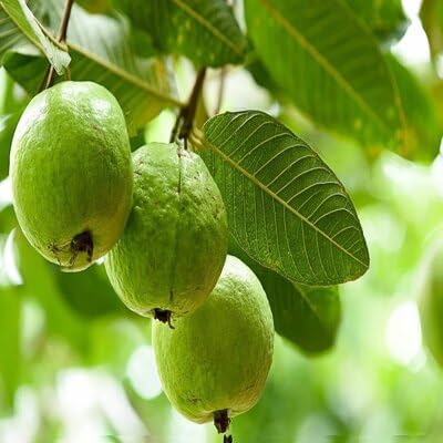Guava Fruit fruit seeds for organic garden planting