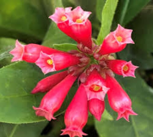 Red Cestrum Flower Seeds