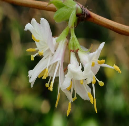 white lonicera fragrantissima flower