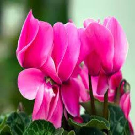 pink cyclamen flower seeds