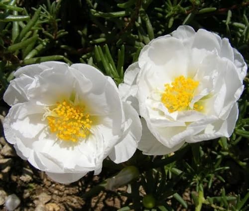 white moss rose flower