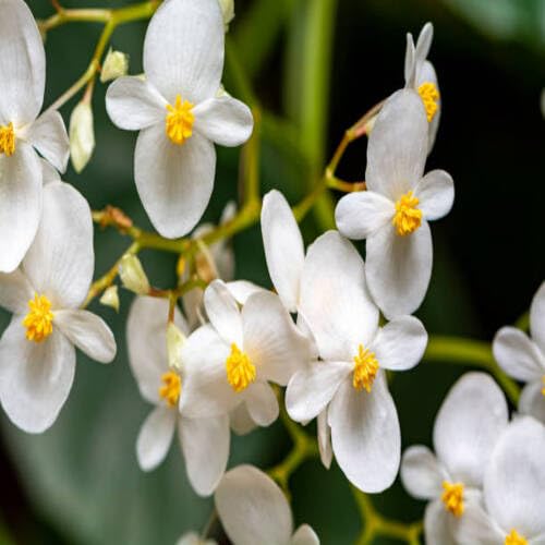 White Giant Begonia Flower Seeds