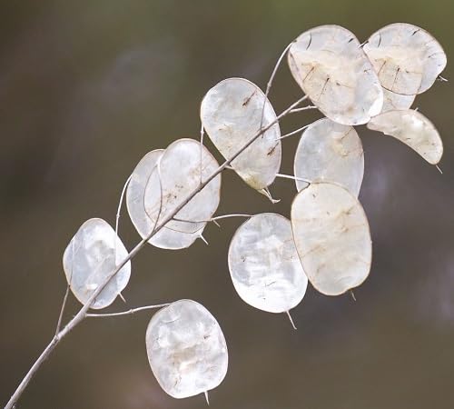 LUNARIA Flower Seeds