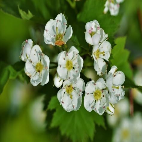 Hawthorns Flower Seeds