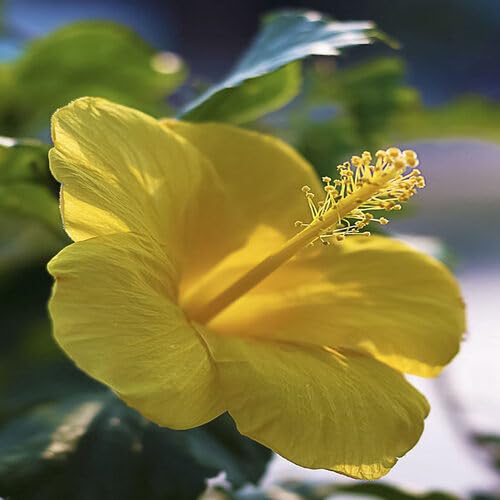 Yellow PC Hibiscus Flower Seeds