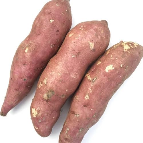 Sweet Potato Brown vegetable seeds for Home Gardening, Natural Farm Fresh Gardening for kitchen garden planting