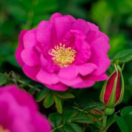 Pink Rugosa Flower Seeds