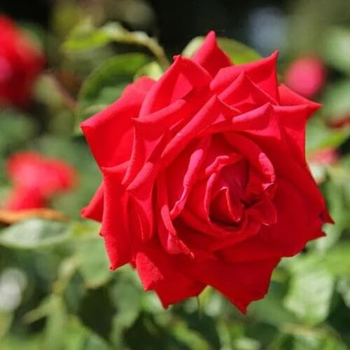 Red Rosa banksia Flower Seeds