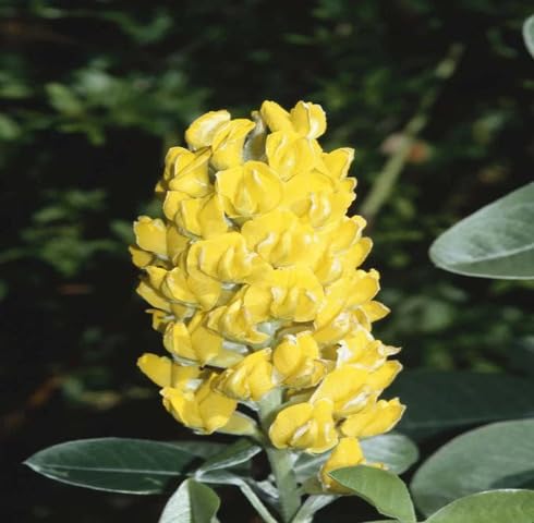 Yellow Argyrocytisus Flower Seeds