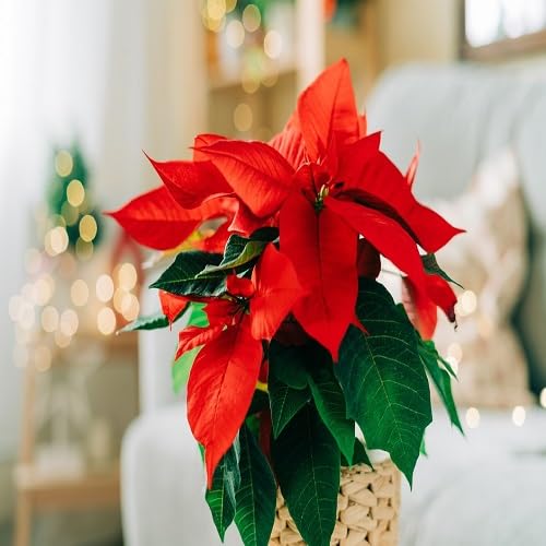 Poinsettia Flower Seeds