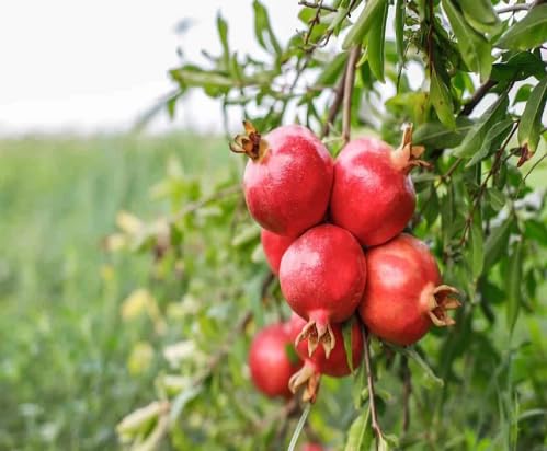 Red Pomegranate fruit seeds for organic garden planting