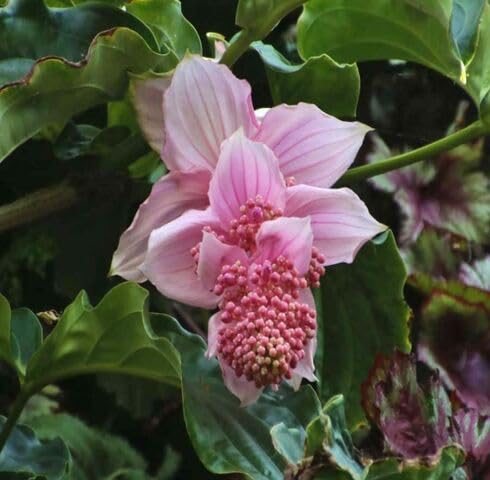 Pink Medinilla floweer Seeds