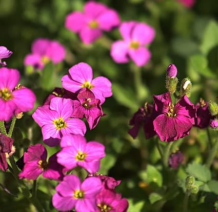 Pink Cress Aubrieta Flower Seeds