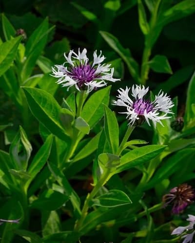 violet centaurea flower seeds