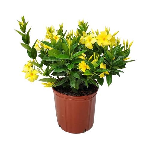 YELLOW DIPLADENIA Flower Seeds
