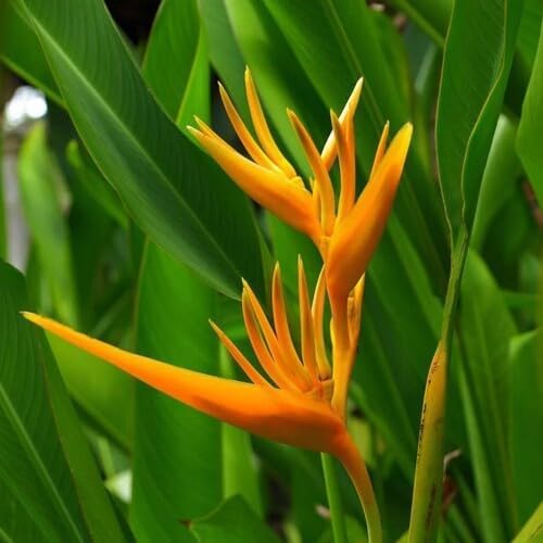 ORANGE HELICONIA Flower Seeds