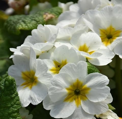 White Primrose Flower Seeds
