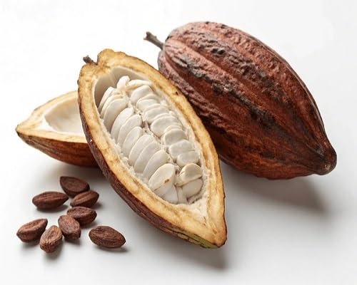 Brown Cacao . Fruit fruit seeds for organic garden planting