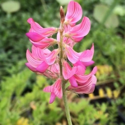 Pink Sainfoin Flower Seeds