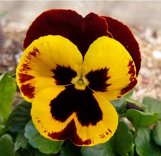 Heavenly Pansy Flower Seeds
