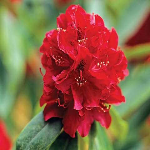 Red Rhododendron Flower Seeds