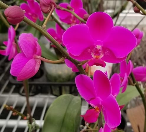 Pink Orchid Flower Seeds