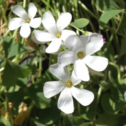 White Oxalis Flower Seeds