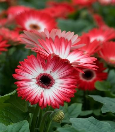 Perennial Daisy Flower Seeds